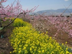 一宮町の桃源郷