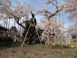 神代桜