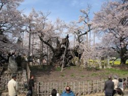 実相寺の神代桜