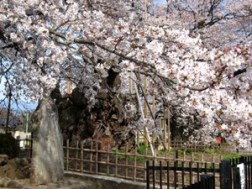 神代桜